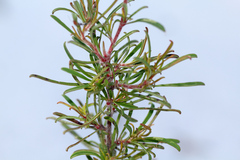 Hibbertia fasciculata