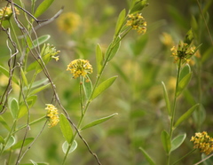 Pimelea curviflora