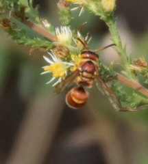 Euodynerus pratensis