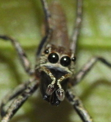 Rishaschia mandibularis