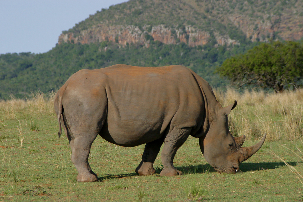 White Rhinoceros
