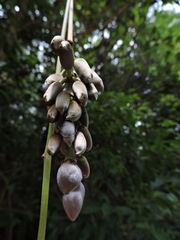 Mucuna urens