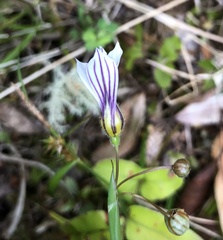 Sisyrinchium micranthum