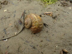 Amphibola crenata