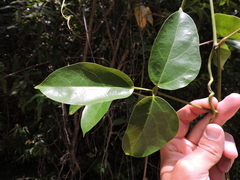 Mucuna urens