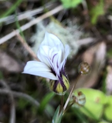 Sisyrinchium micranthum