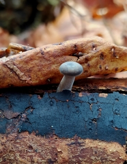 Lentinus brumalis