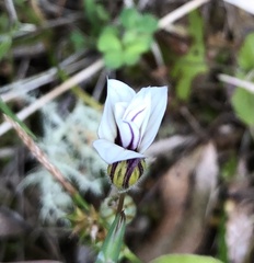 Sisyrinchium micranthum