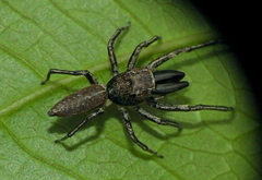 Rishaschia mandibularis