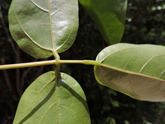 Mucuna urens