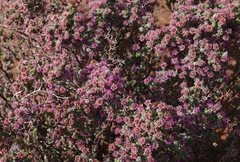 Ruschia cradockensis