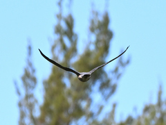 Falco longipennis