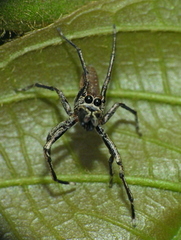 Rishaschia mandibularis