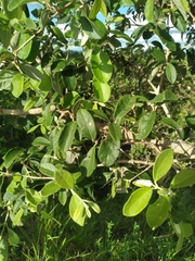 Eugenia boliviana