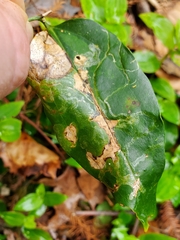Liriomyza schmidti