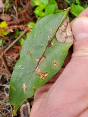 Liriomyza schmidti