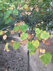 Cercis canadensis texensis