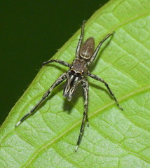 Rishaschia mandibularis