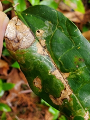 Liriomyza schmidti