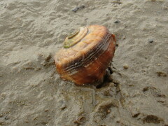 Amphibola crenata