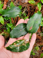 Liriomyza schmidti