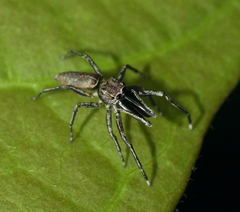 Rishaschia mandibularis