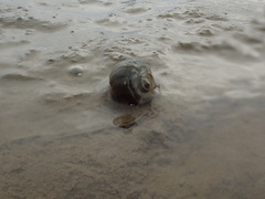 Amphibola crenata