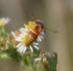 Euodynerus pratensis