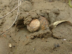 Amphibola crenata