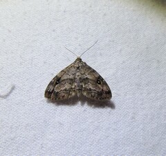 Melanomma auricinctaria