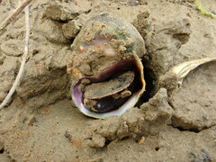 Amphibola crenata