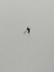Callibaetis pictus