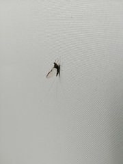 Callibaetis pictus