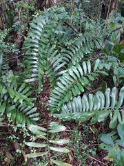 Zamia erosa