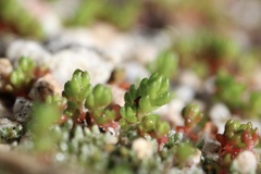 Crassula connata