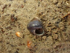 Micrelenchus huttonii