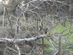 Populus × canescens