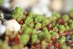Crassula connata