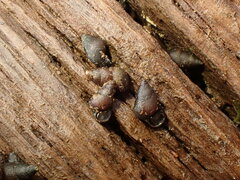 Potamopyrgus estuarinus