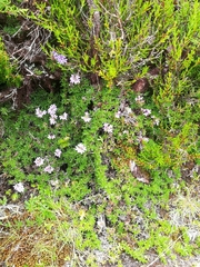 Thymus caespititius