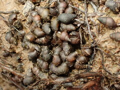 Potamopyrgus estuarinus