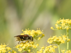 Brachygastra lecheguana
