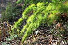 Caustis blakei