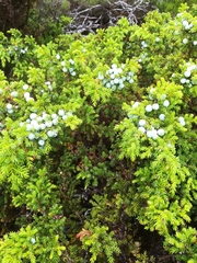 Juniperus brevifolia