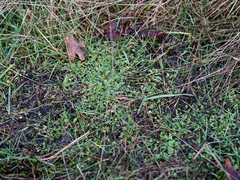 Limnanthes macounii