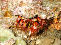 Dardanus crassimanus