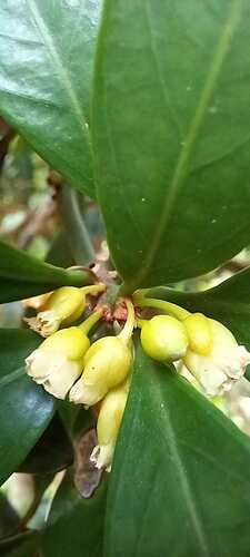 Pouteria beaurepairei