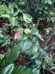 Eugenia pseudopsidium