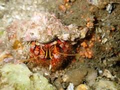 Dardanus crassimanus