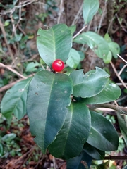 Eugenia pseudopsidium